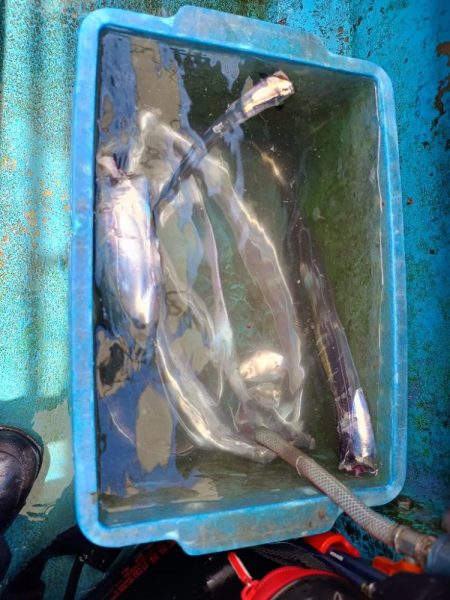 '24初の船太刀魚