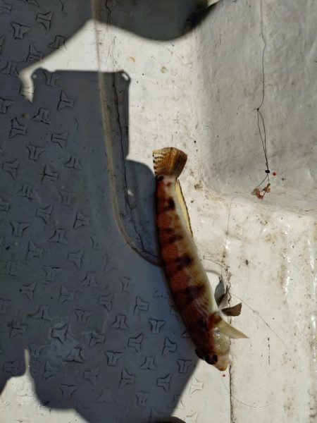 初の船キス釣り!!