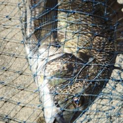 チニングに新たな武器?!