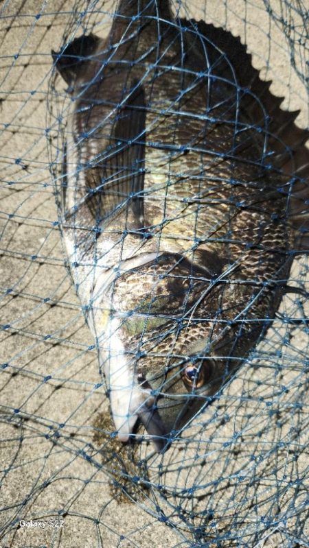 チニングに新たな武器?!