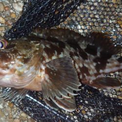 時間のかかる入れ食い