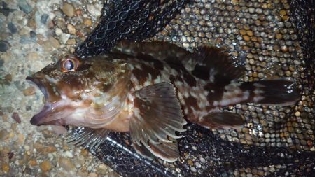 時間のかかる入れ食い