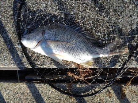 白銀のヤツ！！