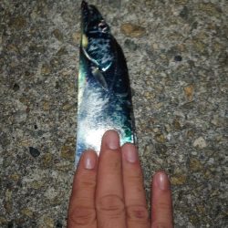 お盆明けタチウオ調査🎣