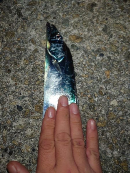 お盆明けタチウオ調査🎣