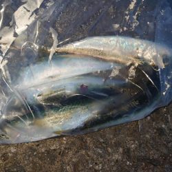 久しぶりのサビキ釣り🎣