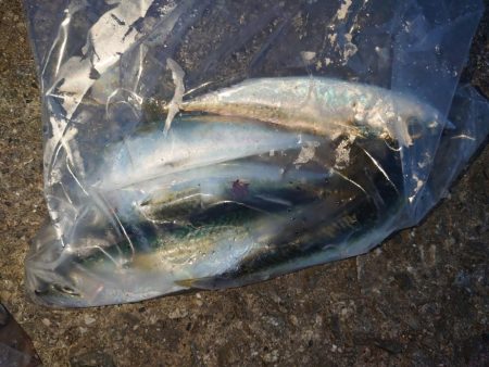 久しぶりのサビキ釣り🎣