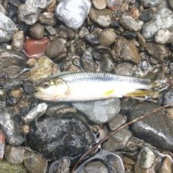 川遊びテンカラ