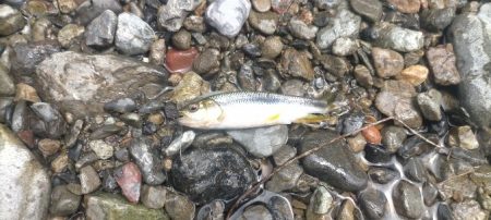 川遊びテンカラ