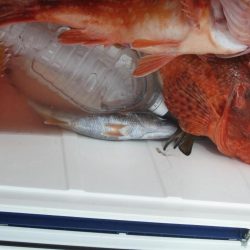 黒ムツ　鬼カサゴ　釣れました