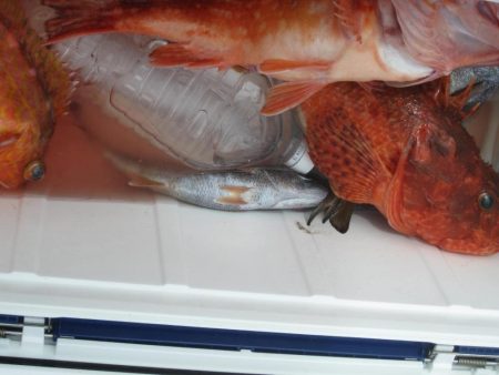 黒ムツ　鬼カサゴ　釣れました