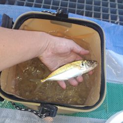 家族でサビキ釣り