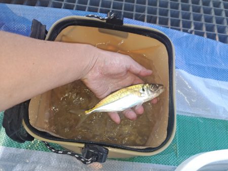 家族でサビキ釣り