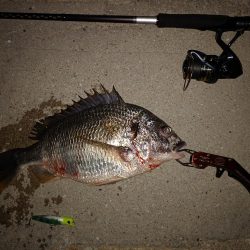 初投稿だけど病気？のキビレ