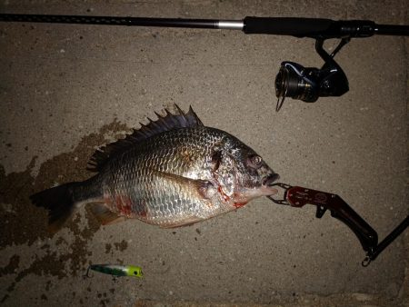 初投稿だけど病気？のキビレ