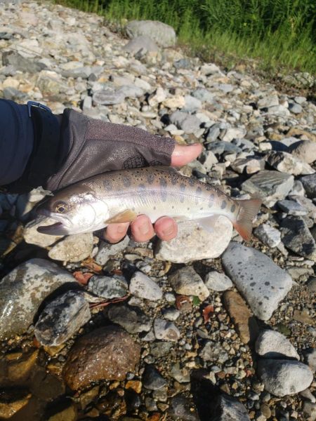 夏ヤマメ