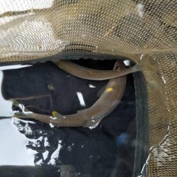 湖北の漁協のない川でのアユの友釣り