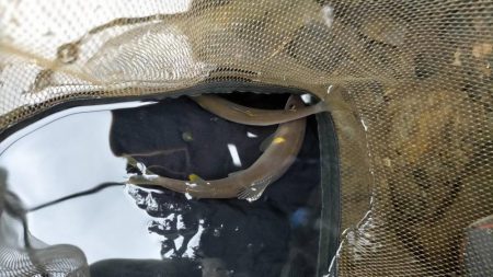 湖北の漁協のない川でのアユの友釣り