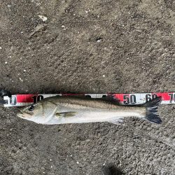 御笹川　シーバス