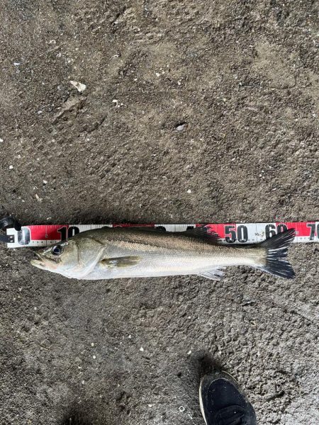 御笹川　シーバス