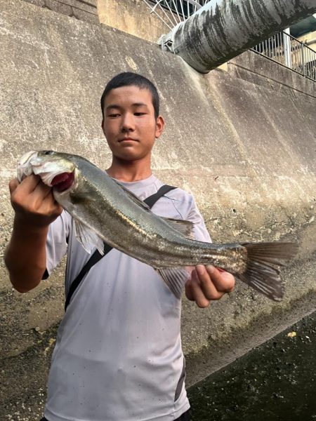 博多湾シーバス　御笹川