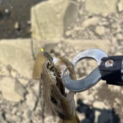 チニングでマゴチ