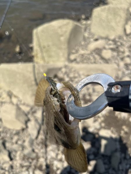 チニングでマゴチ