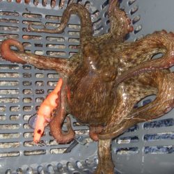 夕方からのタコ爆乗り