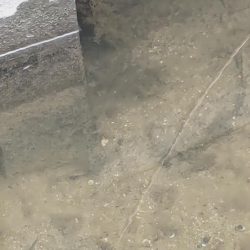 奈良の大型バラタナゴ