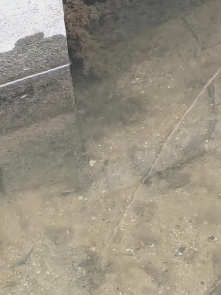 奈良の大型バラタナゴ