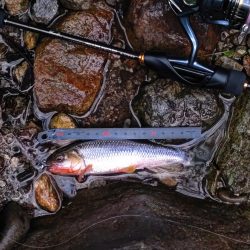 短時間チャビング