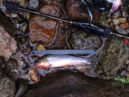 短時間チャビング