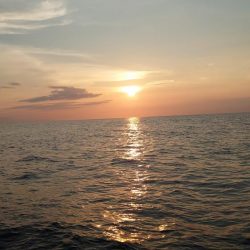 激渋イカメタル