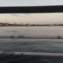 久し振りに良型ゲット