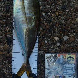 本日は入れ替え1尾のみ!(T_T)