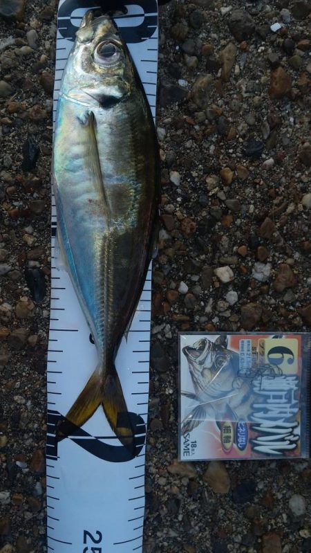 本日は入れ替え1尾のみ!(T_T)