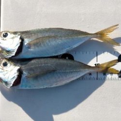 ベイトだらけの人工島