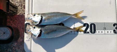 ベイトだらけの人工島