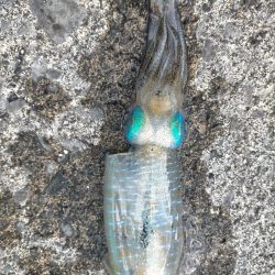 沖縄でエギング