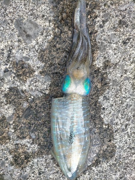 沖縄でエギング