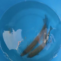 荒川屋からキス釣り