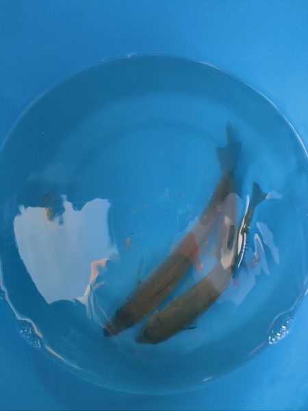 荒川屋からキス釣り