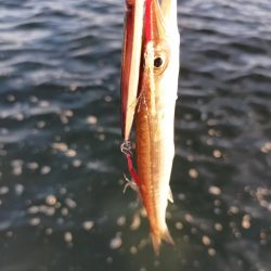 夕マヅメ、暑いので時短で。