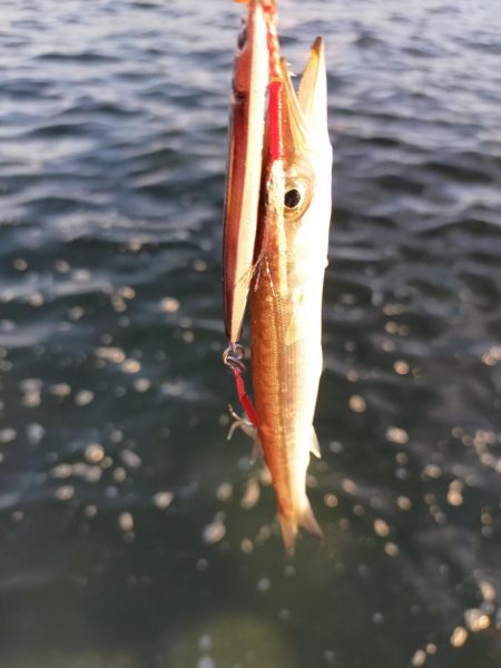 夕マヅメ、暑いので時短で。