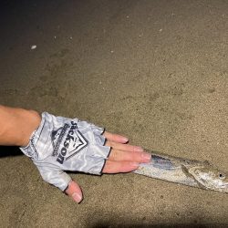 三重サーフでまさかのタチウオ!?