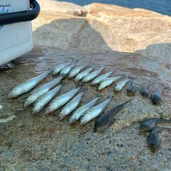 ★★キスまだまだ釣れてます★★