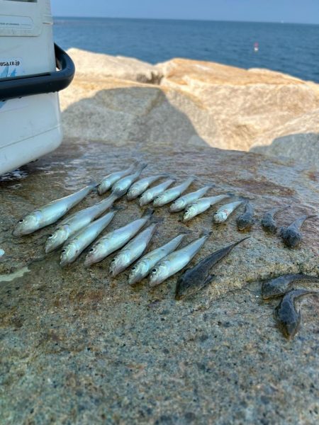 ★★キスまだまだ釣れてます★★