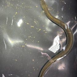 ★★今日もうなぎは来てくれた★★