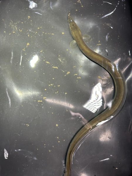 ★★今日もうなぎは来てくれた★★