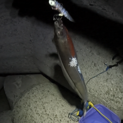 ★★大阪湾タチウオ開幕★★